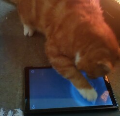My cat watches TV!