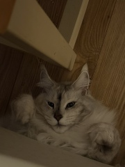 Are your cats training for any careers?