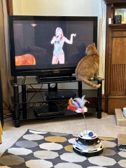 Are your cats training for any careers?