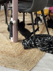 Who wants to wait whilst my kittens are born!