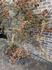 What is wrong with my pyracantha?