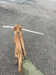 Puppy Survival Thread Autumn 2025 - all welcome!