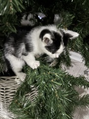 Who wants to wait whilst my kittens are born!