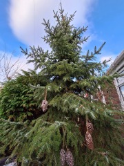 The Nigel Slater Christmas Chronicles Readalong 2025 - Part 3