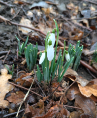 The Nigel Slater Christmas Chronicles Readalong 2025 - Part 3