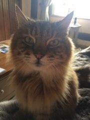 Are your cats training for any careers?