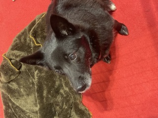 Experienced dog owner, currently dogless, which breed?