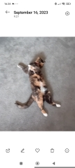 Are your cats training for any careers?