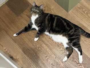 My chunky girl is on a diet