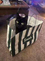 Are your cats training for any careers?