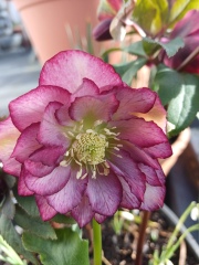 The Bluestocking Women’s Pub: definitely full of ludicrous halfwits who refuse to get a grip (with unionised gerbils)