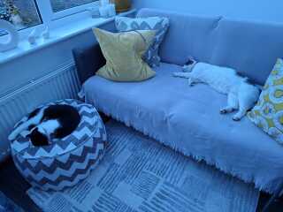 Are your cats training for any careers?