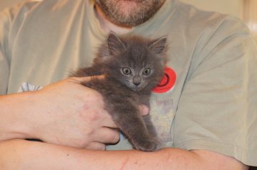 Kitten cuteness