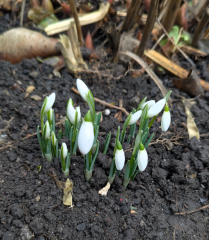 The Nigel Slater Christmas Chronicles Readalong 2025/6 Part 4