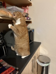 Why is my cat such a dick?