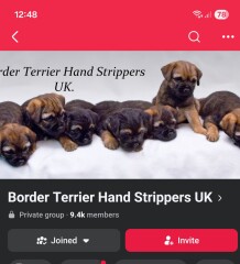 Border Terrier grooming question