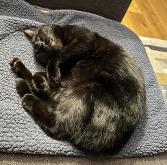 Thread 41 Starmer :  "Alban Arthan"  the returning of the light