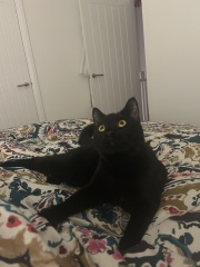 Getting a kitten tomorrow- help!