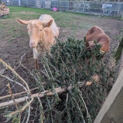 The Nigel Slater Christmas Chronicles Readalong 2025 - Part 3