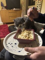 Pampered, Persian, Princess Penelope