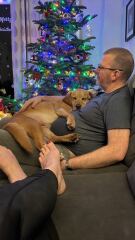 Springador advice please