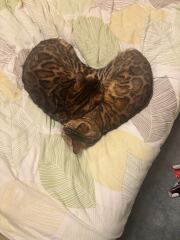 Where does you cat sleep at night?