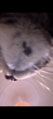 15 year old cat with black lumps under chin