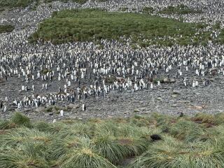 DH’s penguin obsession
