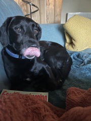 Springador advice please