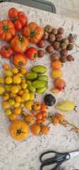 What tomatoes do you grow?