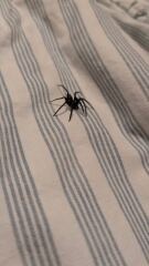 Giant House Spiders….
