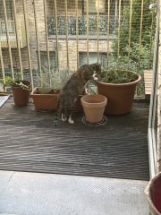 Are your cats training for any careers?