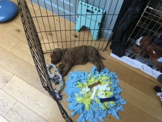 Puppy Survival Thread Autumn 2025 - all welcome!