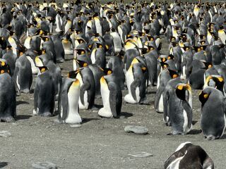 Antarctica Expedition Trip