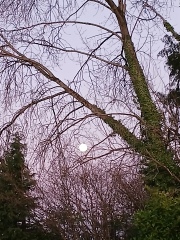 The Nigel Slater Christmas Chronicles Readalong 2025 - Part 3