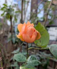 The Nigel Slater Christmas Chronicles Readalong 2025 - Part 3