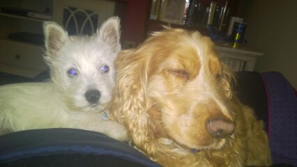 New Puppy - what to do overnight