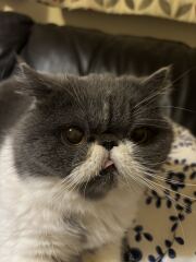 Pampered, Persian, Princess Penelope