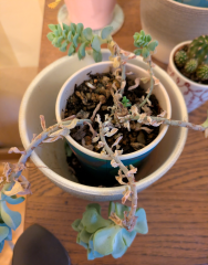 Anyone knowledgeable about succulents?