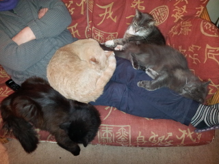 Is it a good idea to have three or four cats?