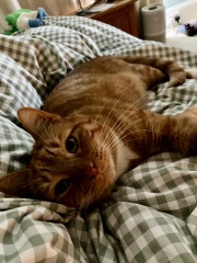 Adopting older kittens