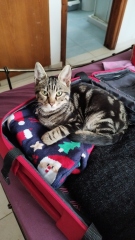 The Excellent Cats welcome the new year by planning an expedition in search of 'She who must not be named'