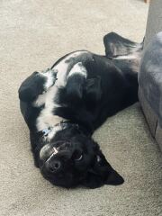 Springador advice please