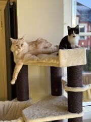 Are your cats training for any careers?