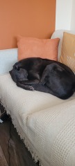 Must greyhounds sleep on sofas?