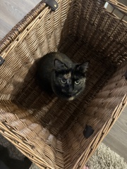 Getting a kitten tomorrow- help!