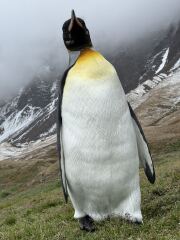 DH’s penguin obsession
