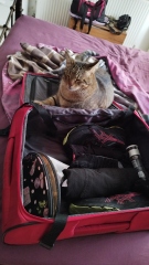 The Excellent Cats welcome the new year by planning an expedition in search of 'She who must not be named'