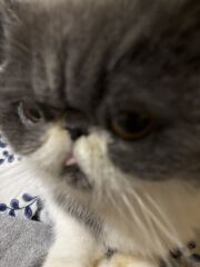 Pampered, Persian, Princess Penelope