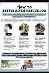 Adopted dog and holiday